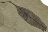 Fossil Leaf (Styrax & Caesalpinites) Plate - Utah #325591-1